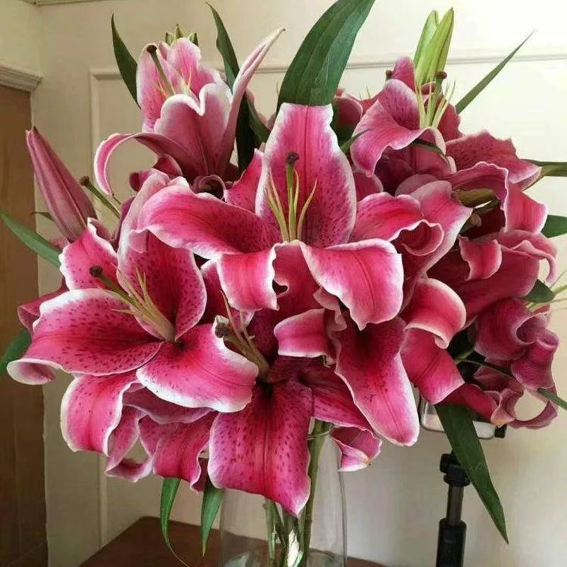 黑美人香水百合水养易活送保鲜剂云南基地现采现发鲜花