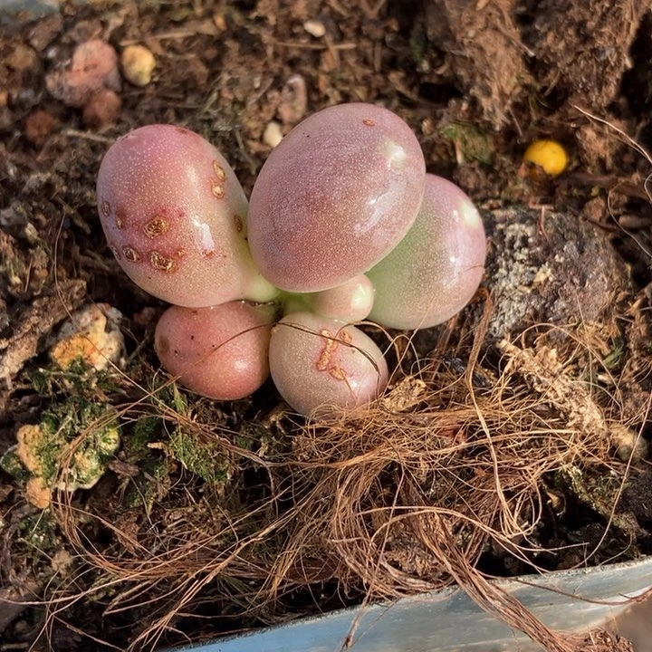 拿***鱼正版屁桃多肉植物
