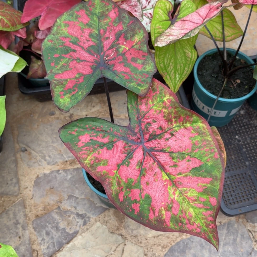 二****泰国彩叶芋113-1010