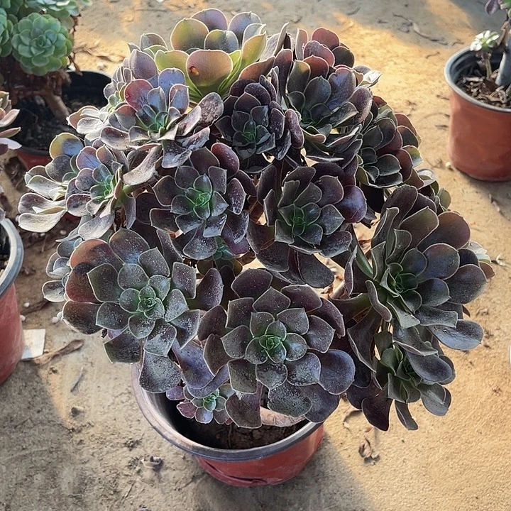欧紫玫瑰玫瑰玫瑰