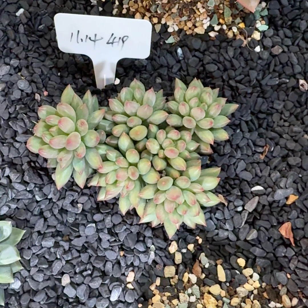 一***寻一物一拍米其林419