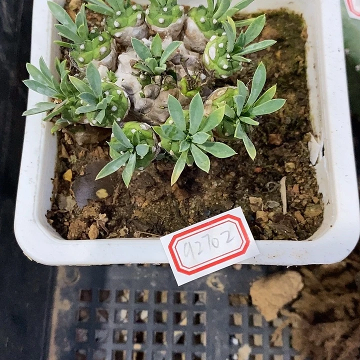 贺***萄完美主义者勿拍峨眉山92702
