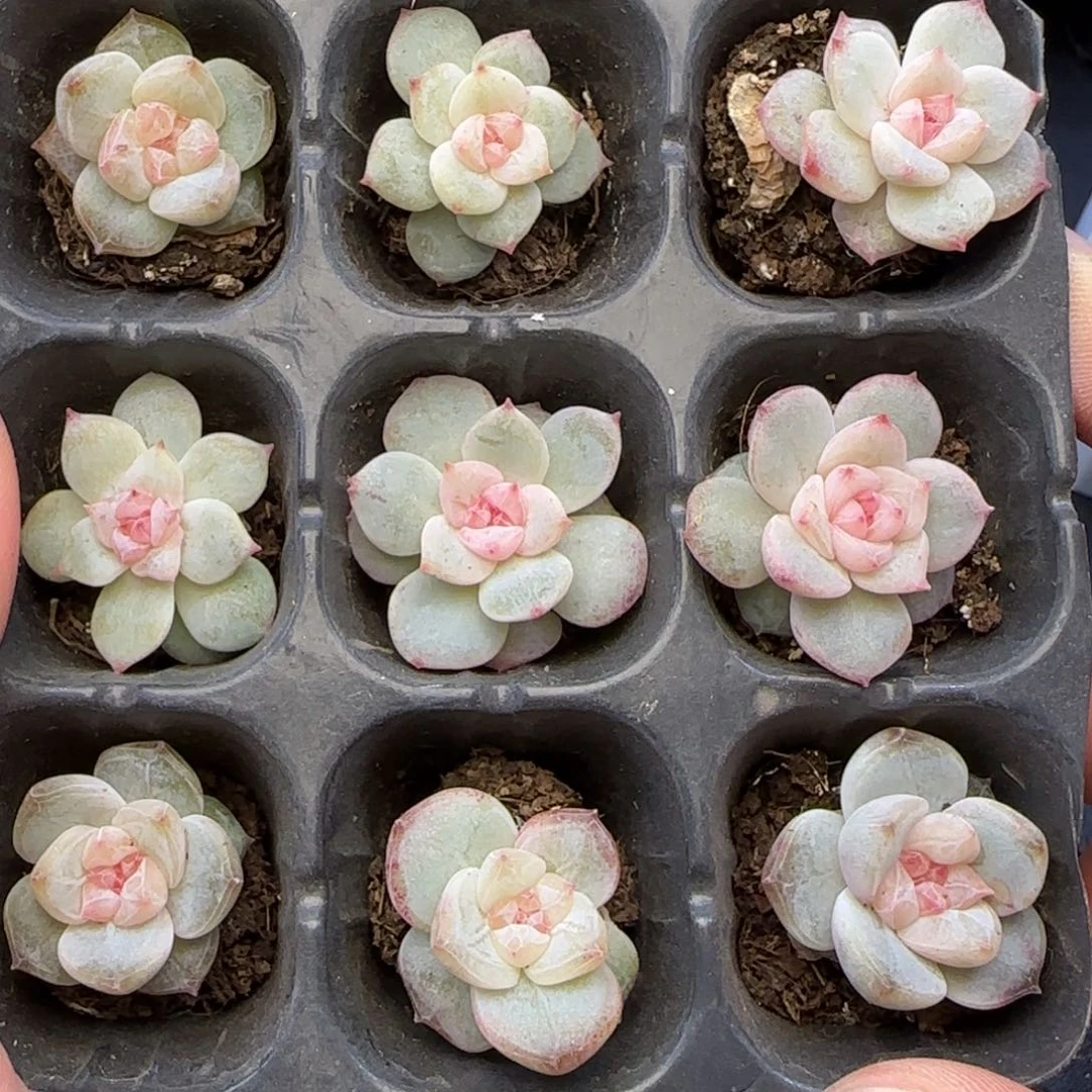 【满29包邮非偏远】536特一组