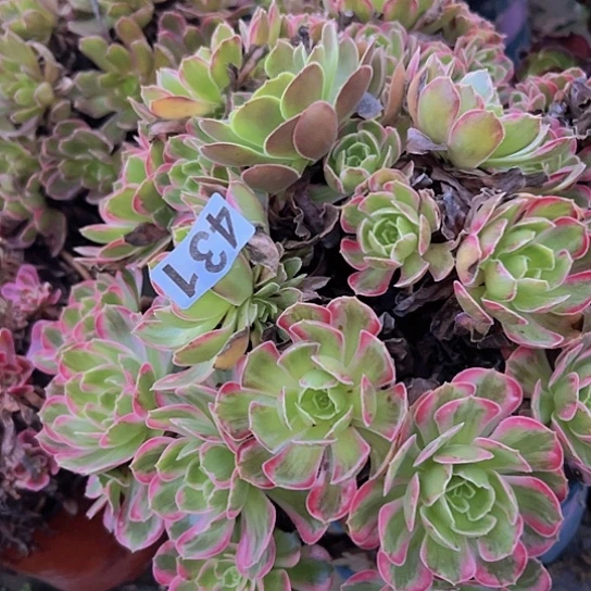 用***力多肉植物一个安娜