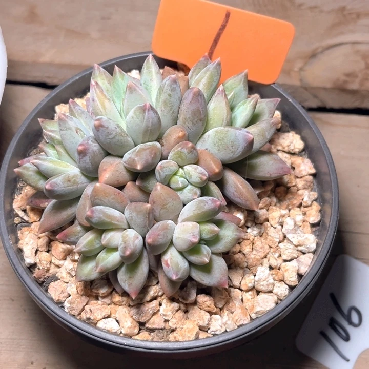 重桉1号码牌子的话题