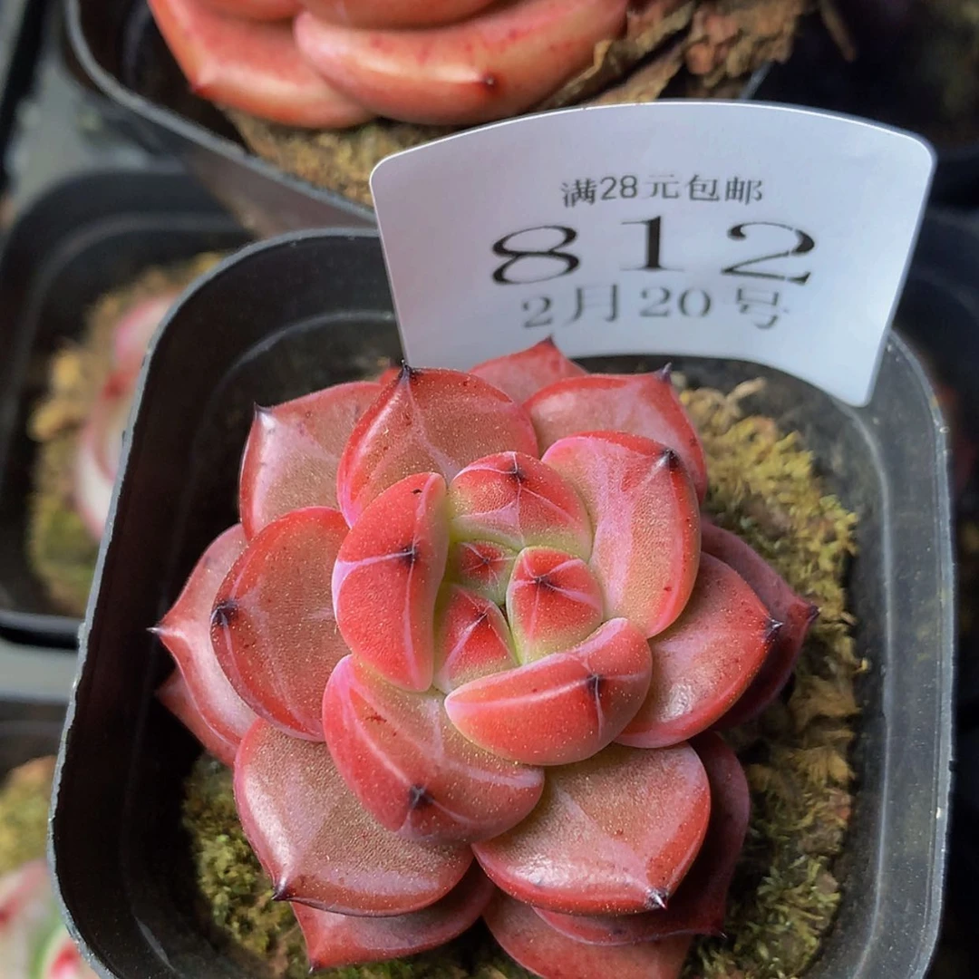 【闪购商品】云812