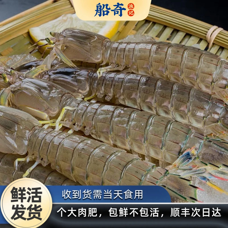 【每日鲜】鲜活大籽全母带膏皮皮虾(带膏100%) 大皮皮虾一斤约16只