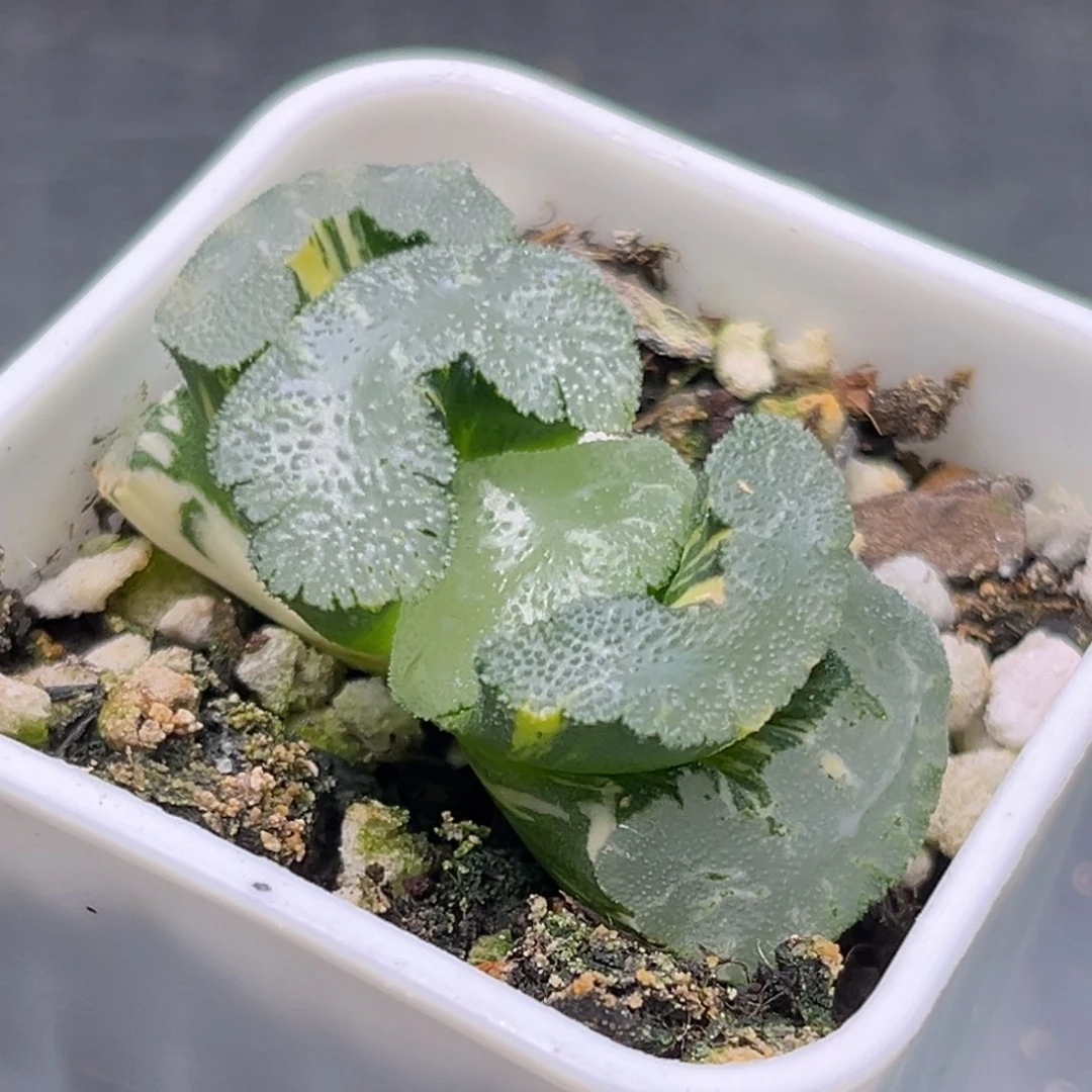 恭喜发财大吉大利2253