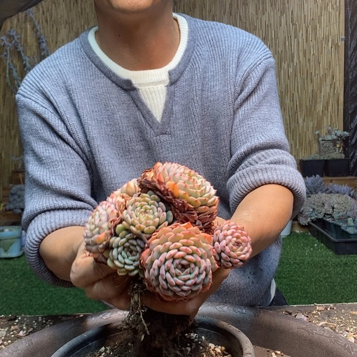 陈***0311号白胖子多肉植物