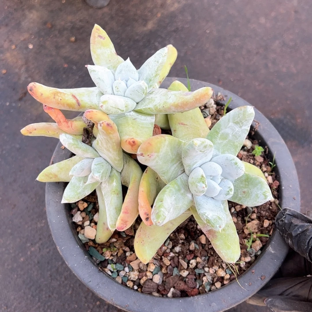 517三头拇指多肉哈哈哈