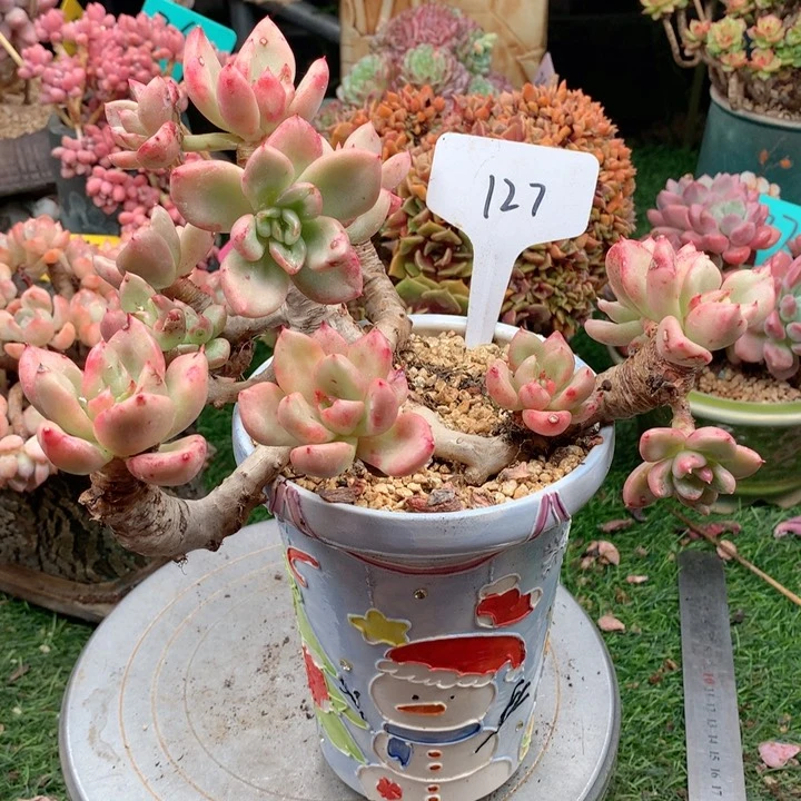 多肉植物一物一拍127