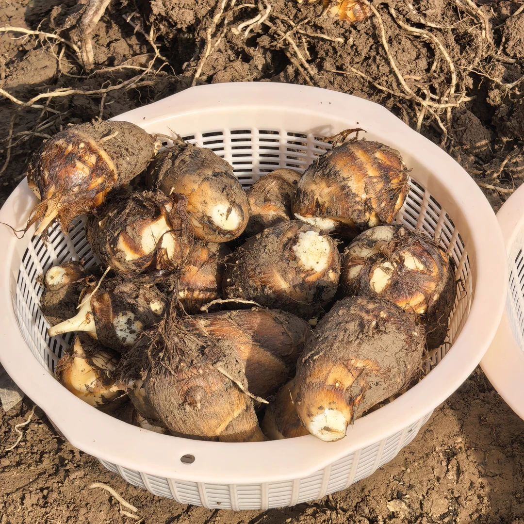 河南新鲜毛芋头农家自种香芋艿小芋头仔5斤装