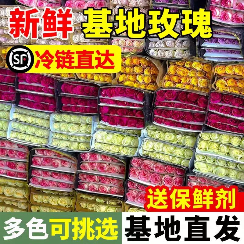 鲜花直播间现场直播卖花随机色单头玫瑰云南基地鲜花批发顺丰包邮