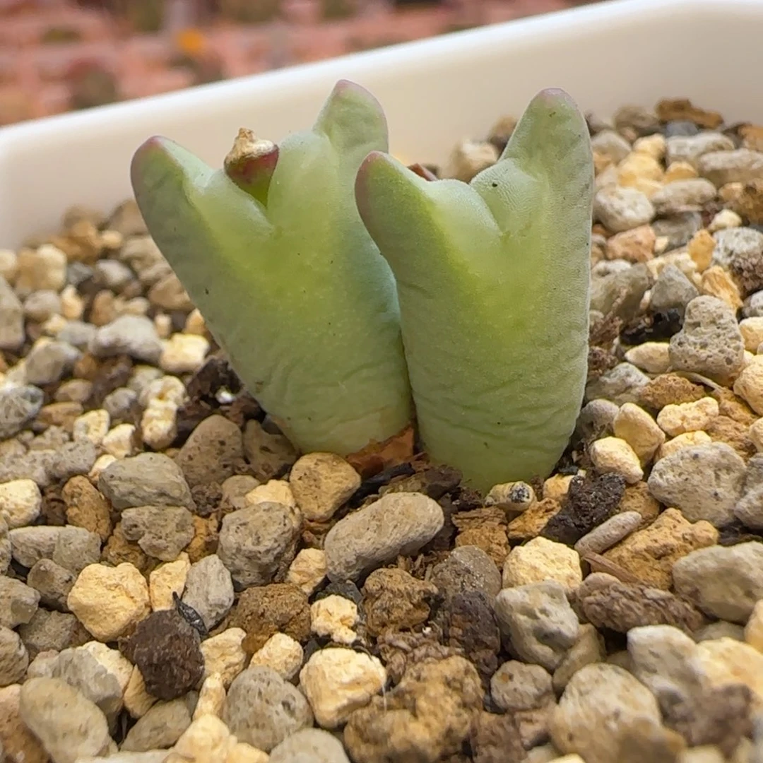 大嘴牛角将三头多肉植物一颗