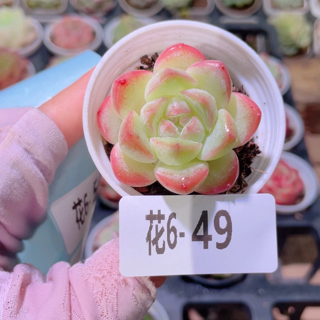 花利美6-49新品单头