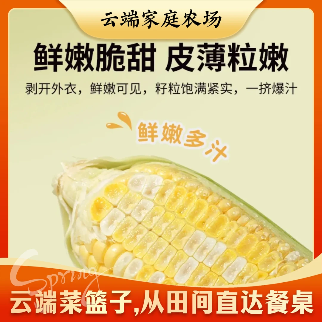 【云端农场】蜜桃鲜奶水果玉米5斤-8斤装（2两）黄白粒 现掰现发 顺丰快递新鲜