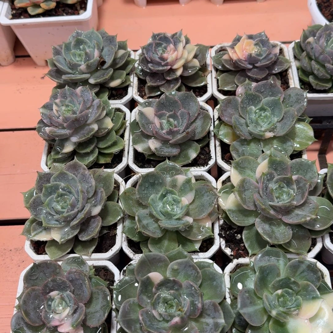 贝加尔湖锦随机一颗，店庆特价