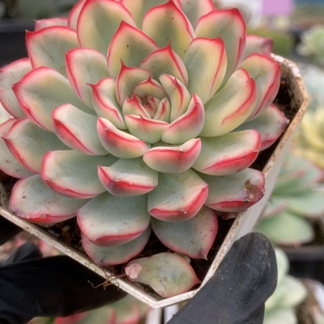 309荷花锦锦锦锦锦锦