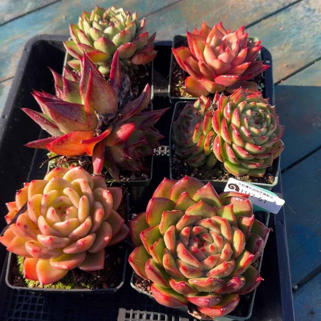 从前慢多肉精选编号1117.51