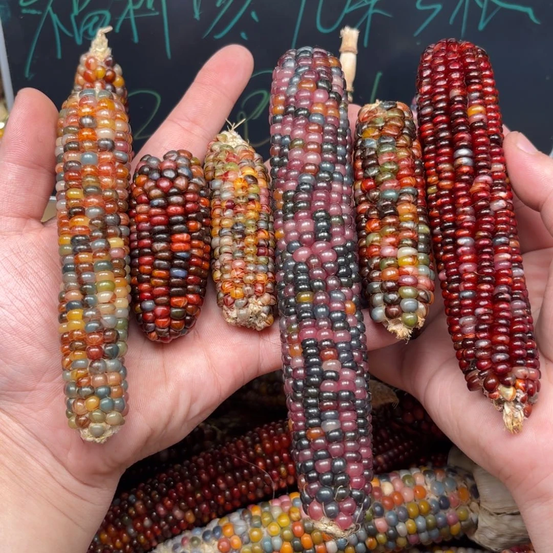 柏香籽/百香籽吊坠懒****）