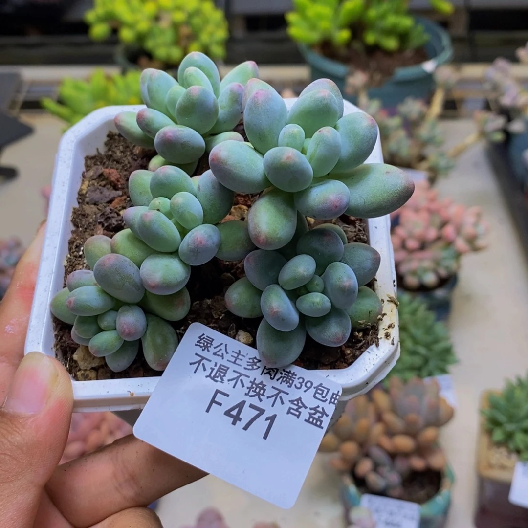 471苹果奶多肉7cm