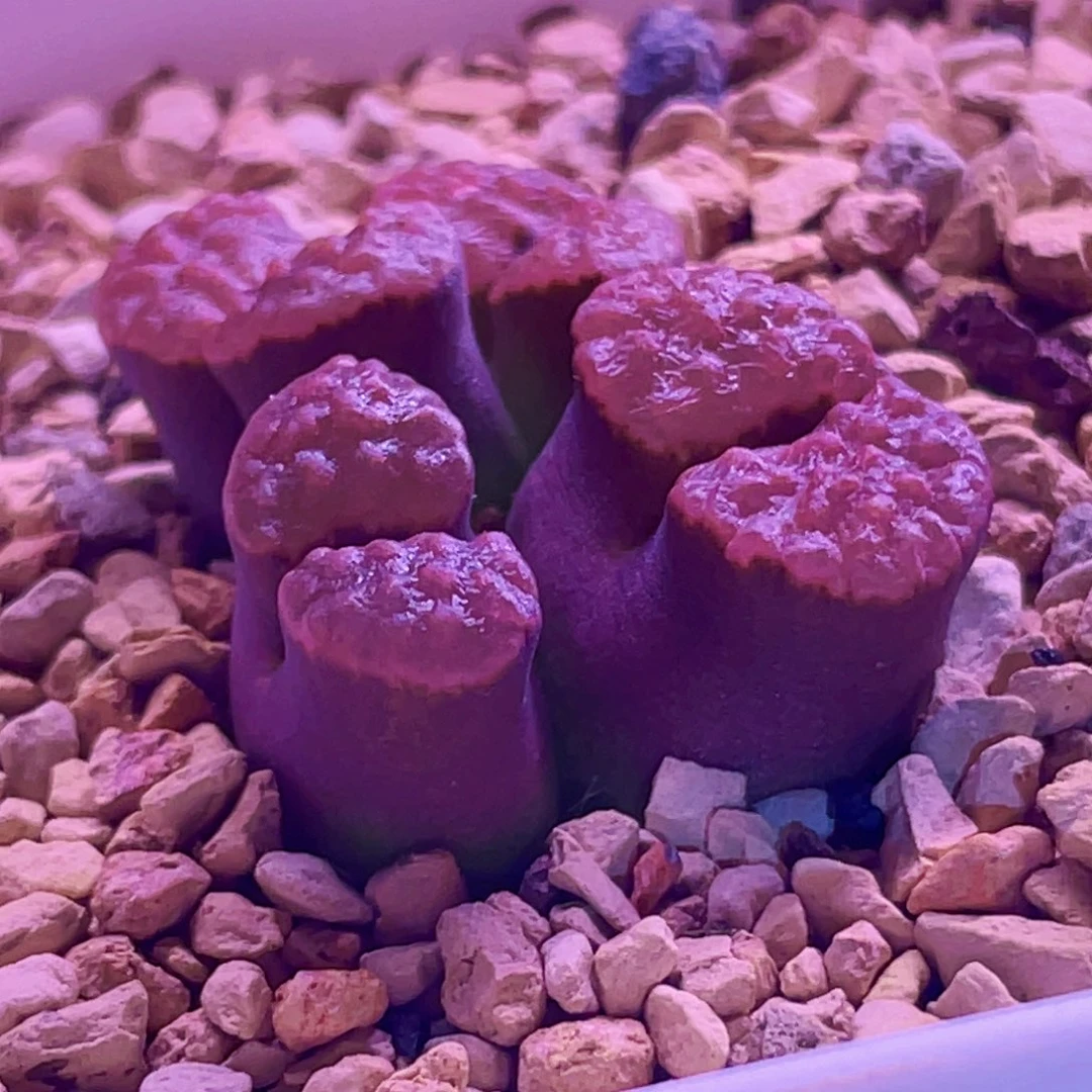 磁铁植物一物一拍