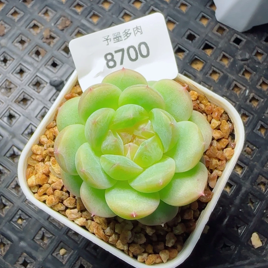 冷翠，8700多肉植物