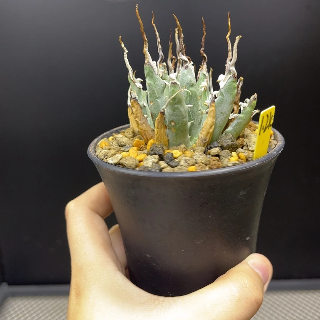 曲刺妖炎精品好价