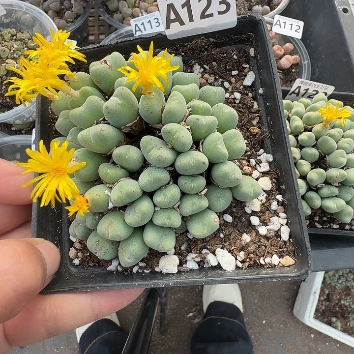 123多肉植物多肉植物