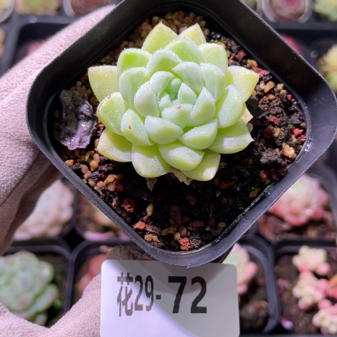 花利美29-72厚叶月影