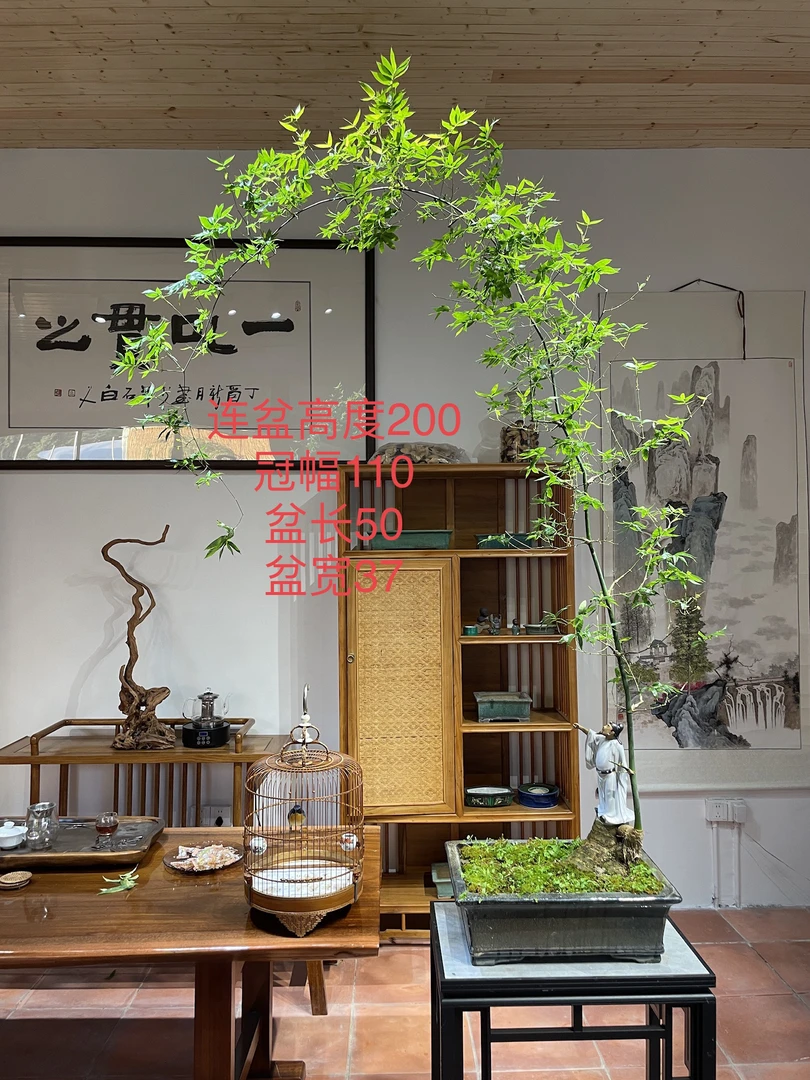 小叶簕竹、盆景室内观赏提升文艺气息茶室书房装饰，偏远地区不包邮