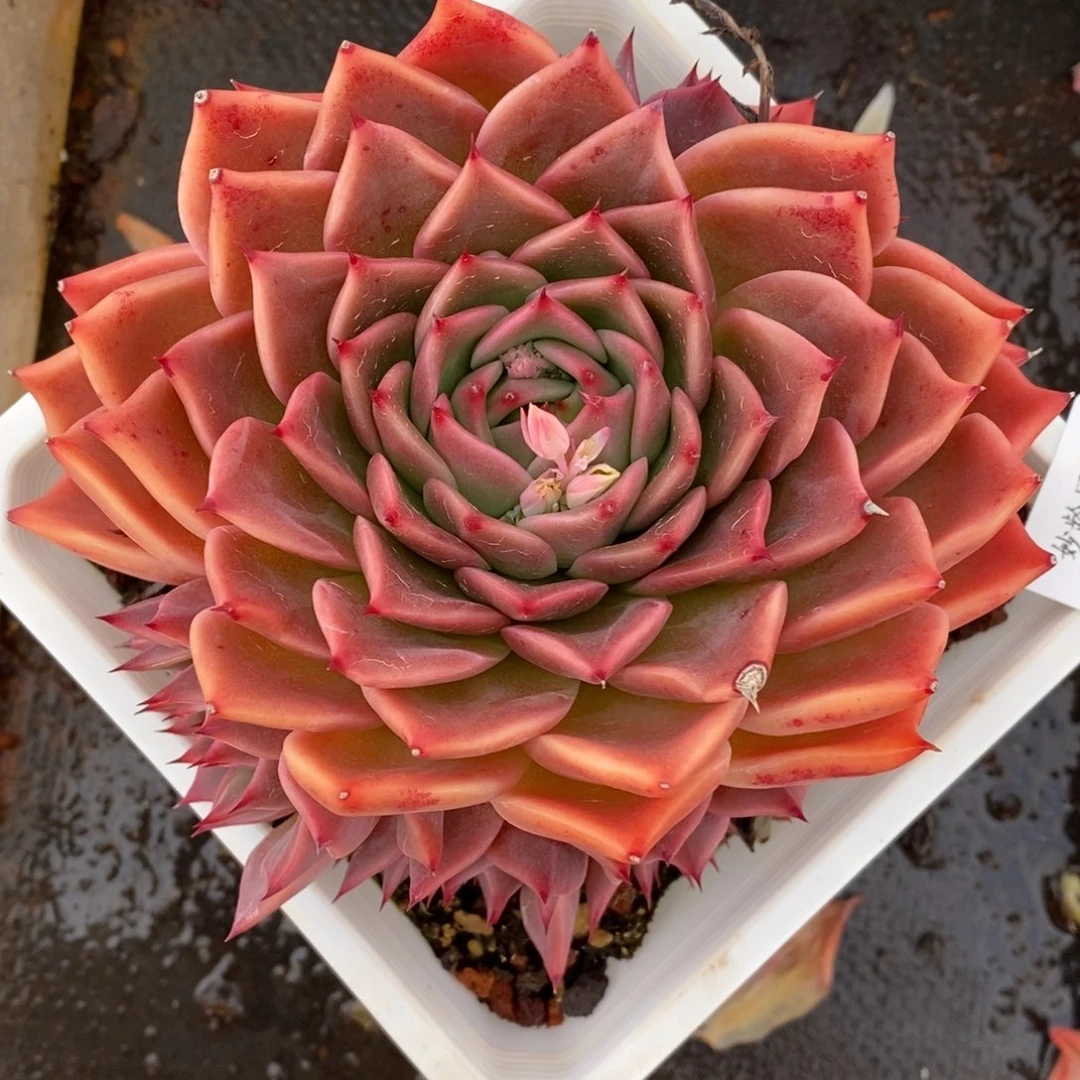 7582杂交多肉老桩