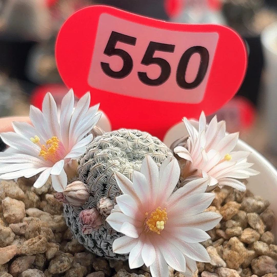 仙人球实生白斜子