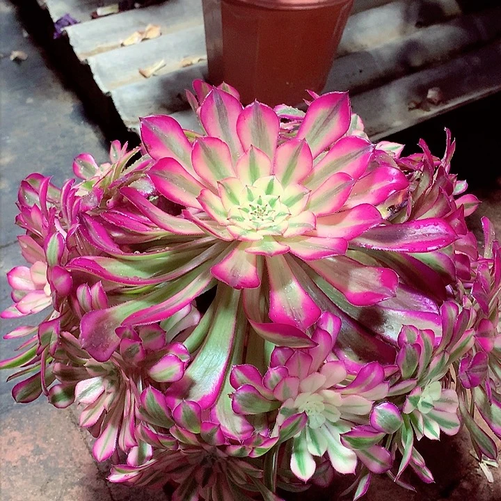 红超白，多肉植物