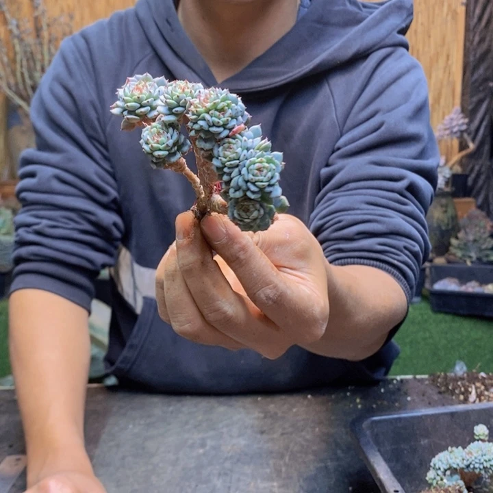 豆***人白胖子小树一拍多肉植物472