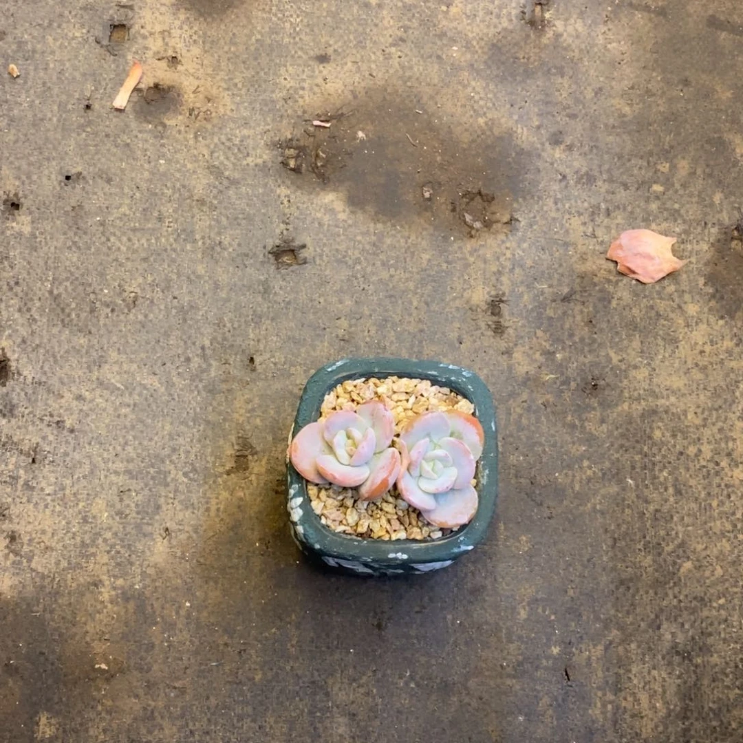 恭喜发财 恭喜发财