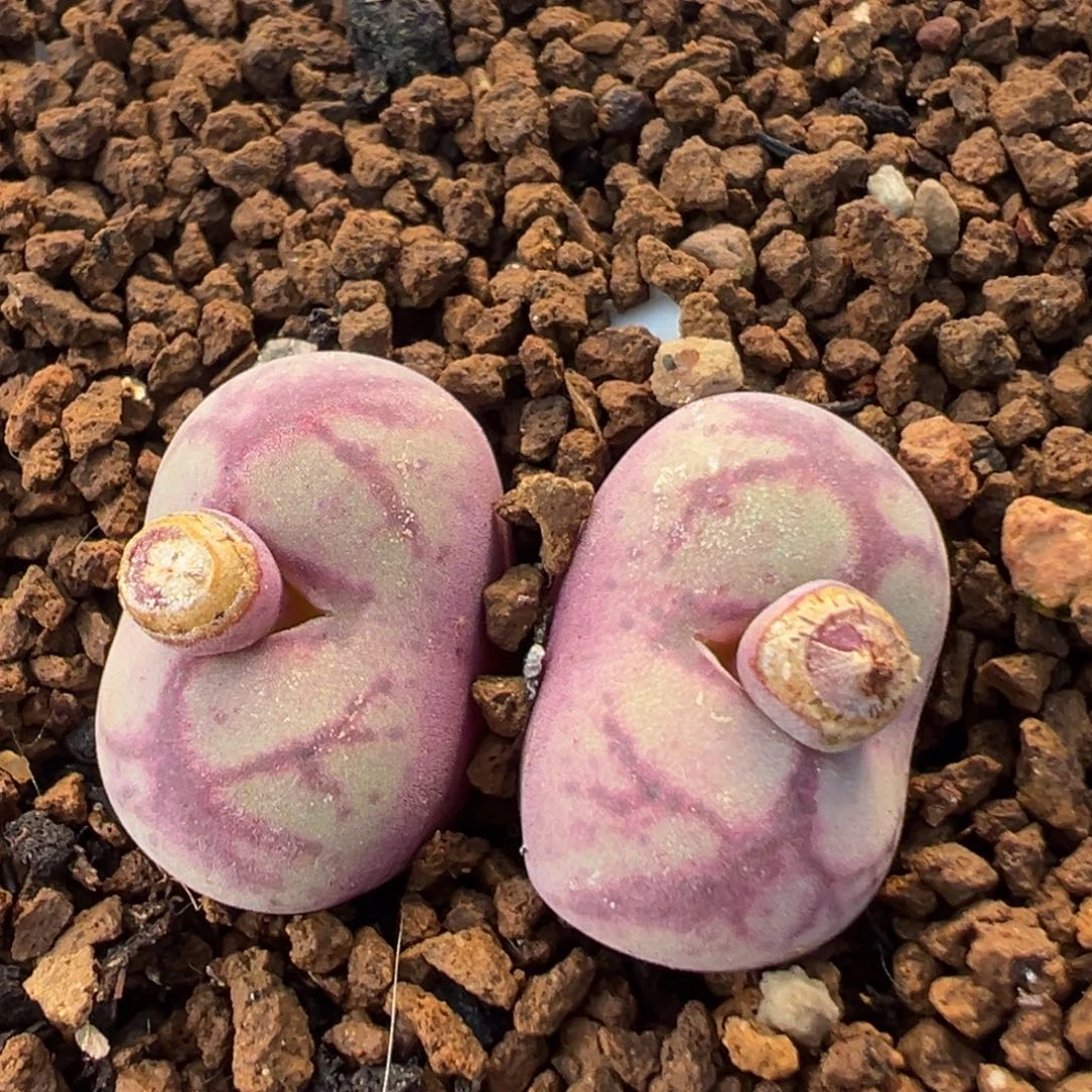 85多肉植物百科植物