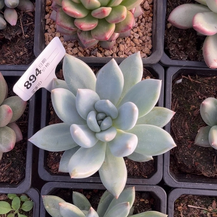 伊丽莎白多肉植物