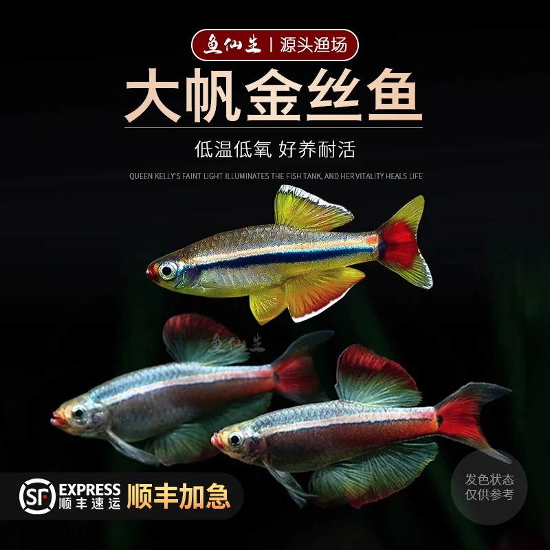 大帆瑰丽金丝鱼冷水鱼红尾小型鱼火焰金丝新手群游观赏鱼
