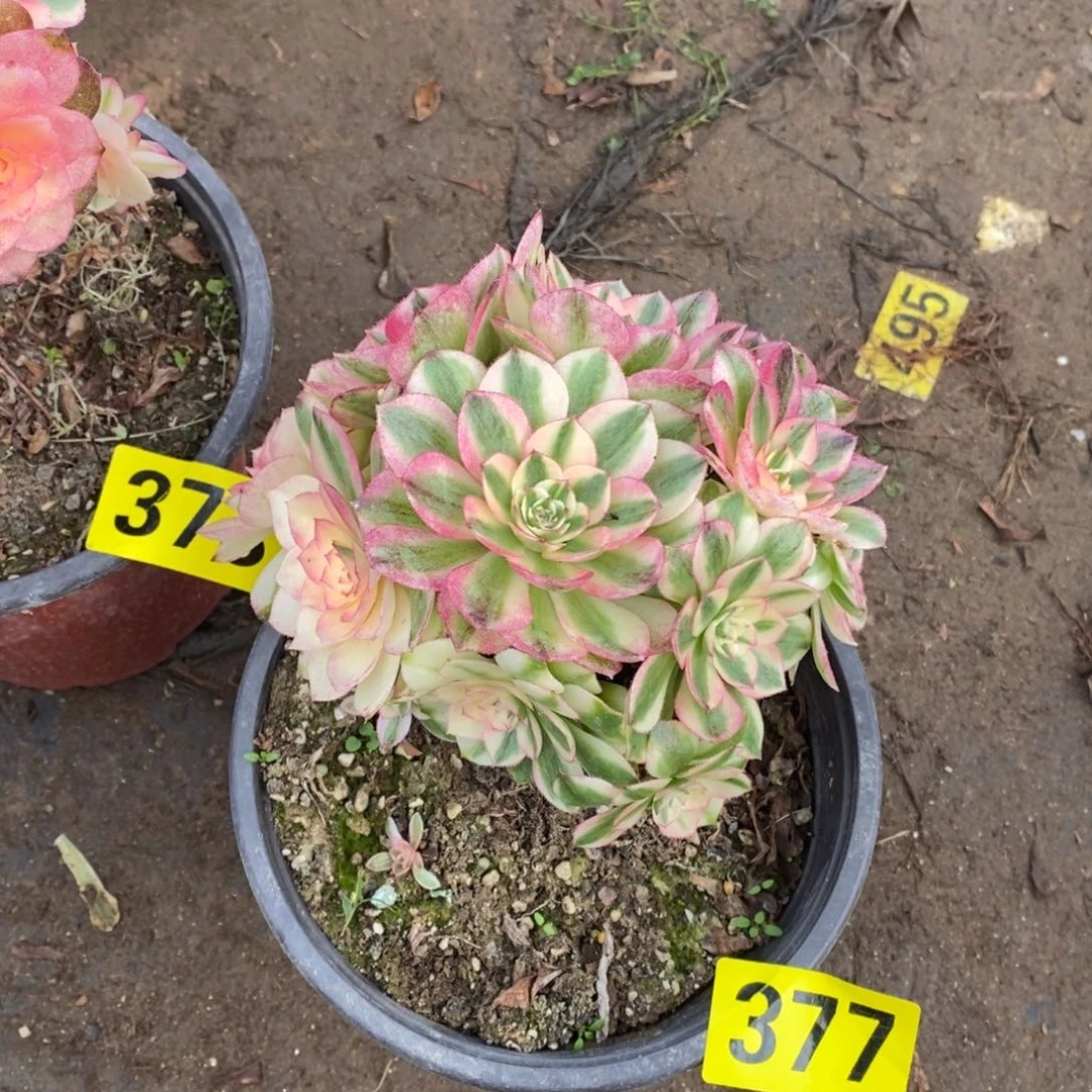 小荔枝多肉法师377