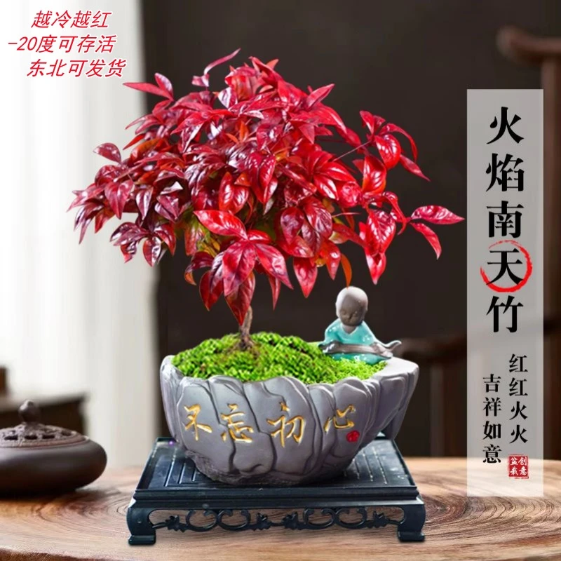 火焰南天竹红叶盆栽室内外植物盆景客厅庭院竹子花卉绿植耐寒树苗