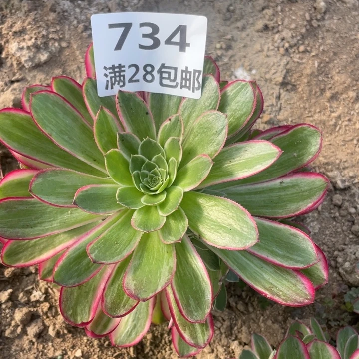 734三号棚孔雀翎多肉