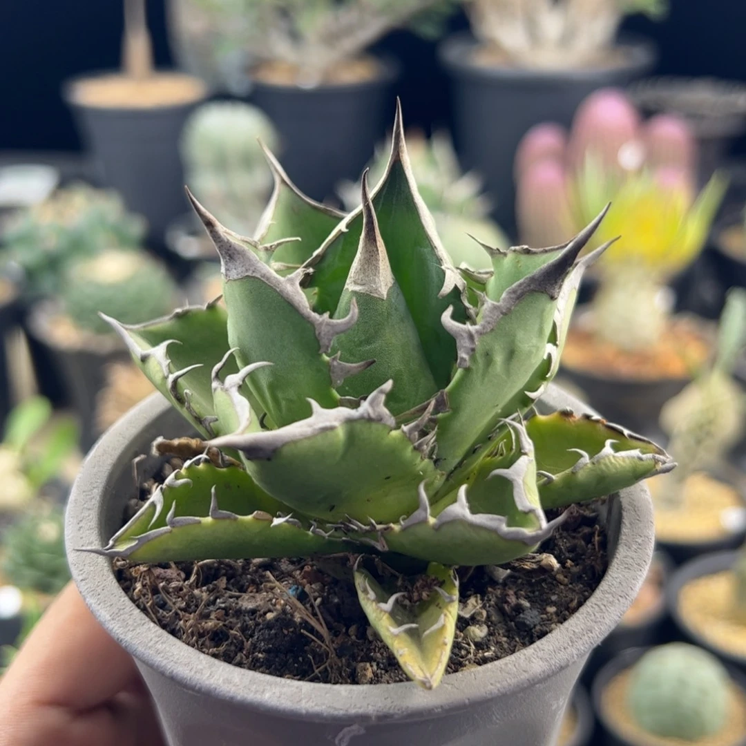 太阳神龙舌兰一物一拍