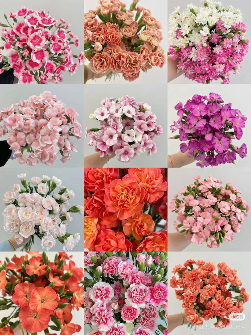 【pp多头康乃馨20支】鲜花鲜切花（包邮）