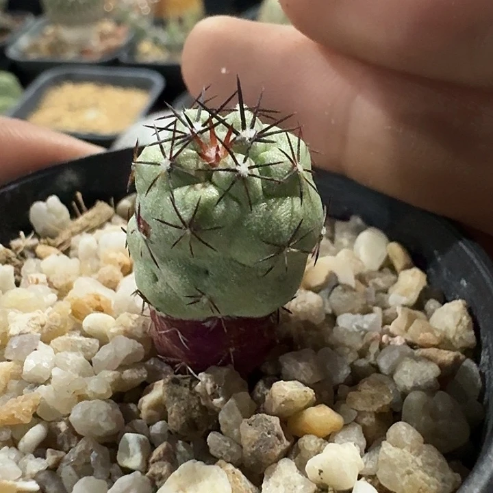 帝王丸自根仙人球