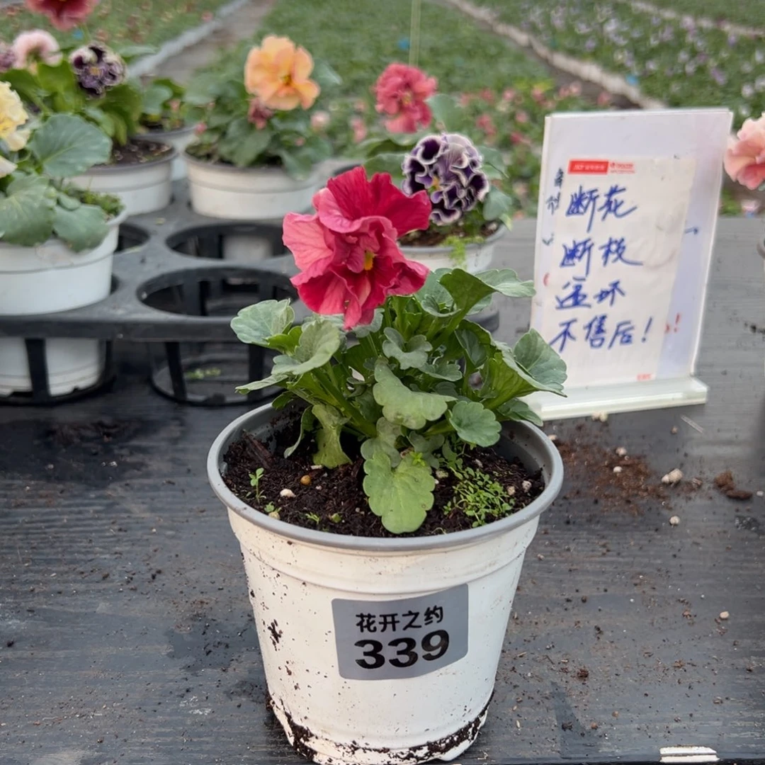 少量花朵（建议范围：2朵-5朵 或40%以下）339号
