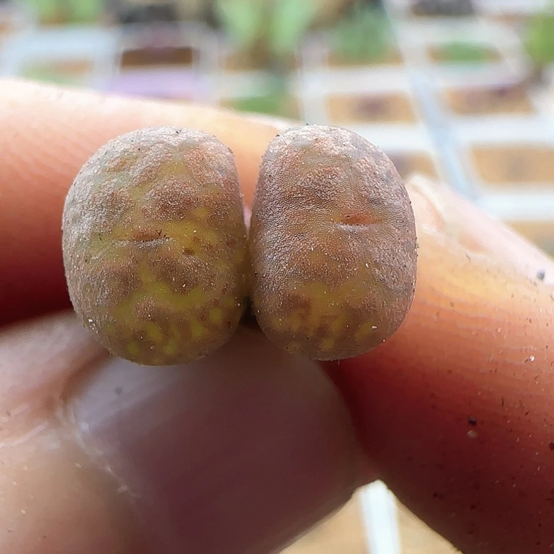 巧克力勋章。   41888