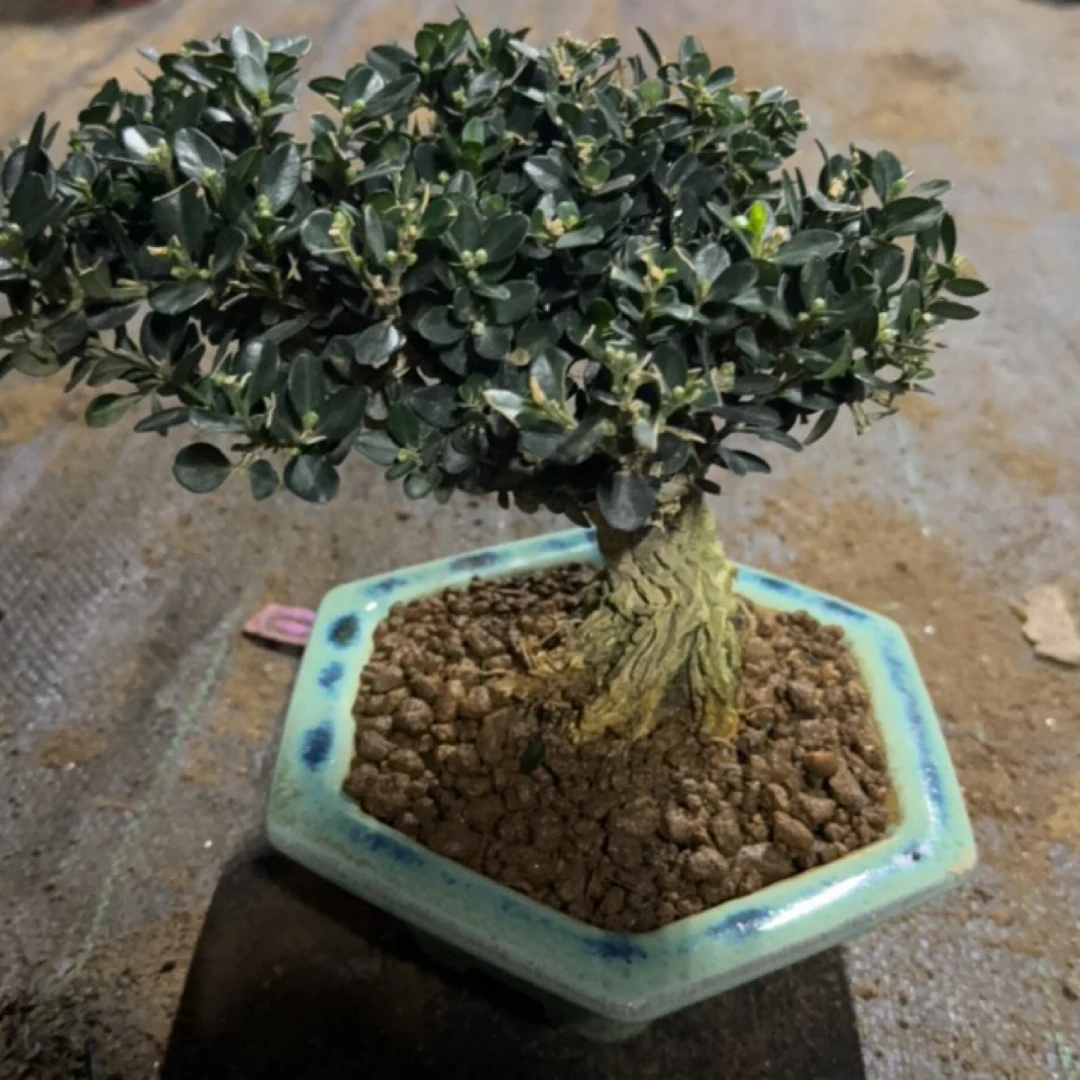 龙鳞黄杨老桩盆景四季常青适合室内摆放的绿植盆栽