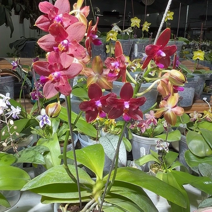 墨***爷大部分开放少量花苞