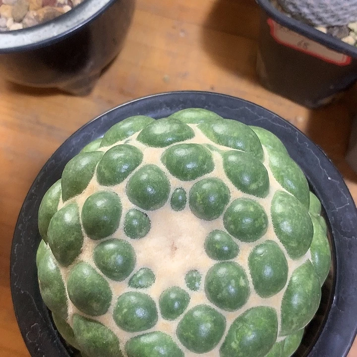 无刺象芽自根仙人球